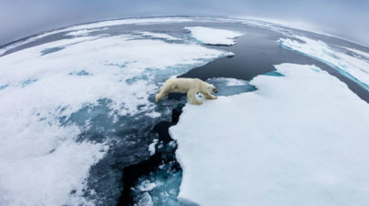 polar-bear-on-ice