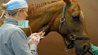 Basics-of-Horse-Antibiotics