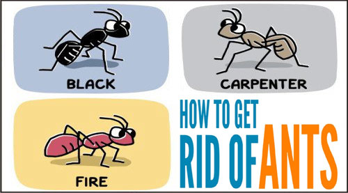 get-rid-ants