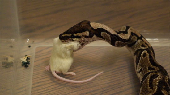 Ball-Python-Snake-Feed