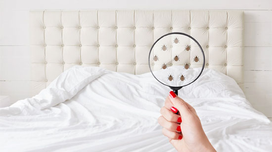 Prevent Bed Bugs into Home