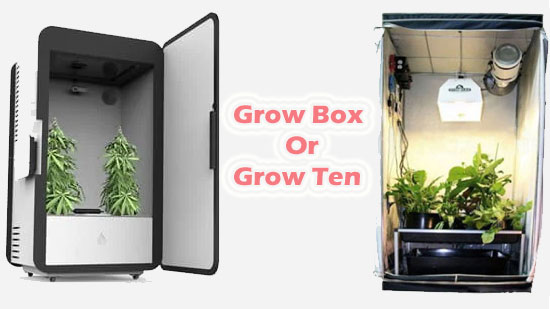 Grow-Box-Or-Grow-Tent