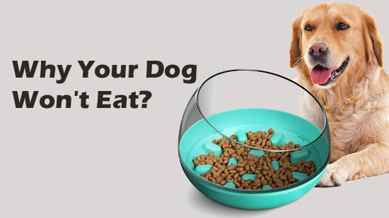 What to Do When Dog Eat