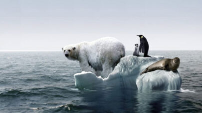 Climate Change Effects Animals