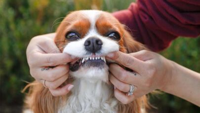 Oral Care for Canine Companion