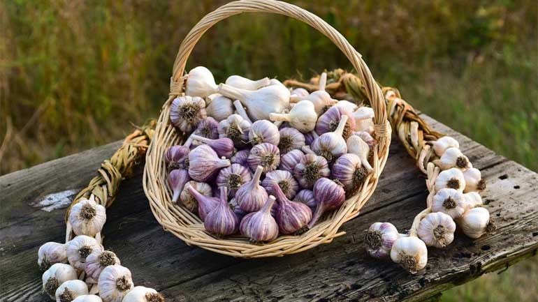 Health-Benefits-of-Garlic
