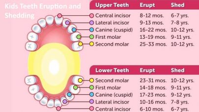Kids Teeth Eruption And Shedding