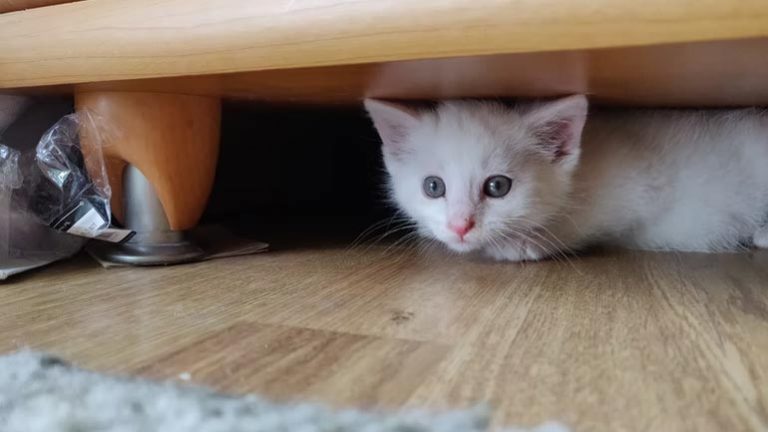 Picture of Cat Daily Routine: How do I take Care of My Cat Every Day