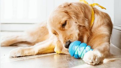Chew-Toy-for-Dog