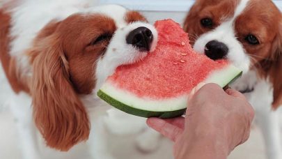 Fruits-Dogs-Eat-Regularly