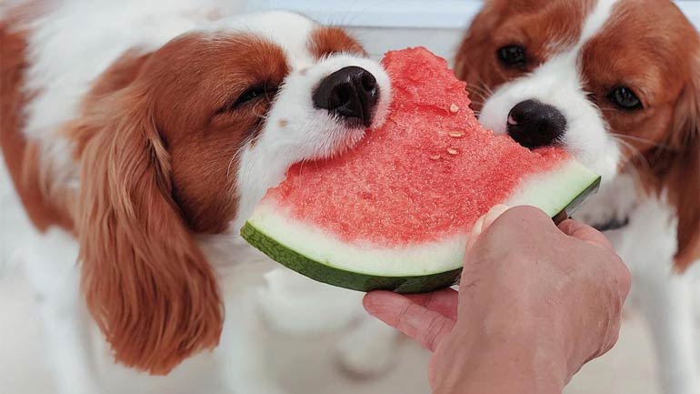 5 Fruits That Your Dogs Can Eat Regularly