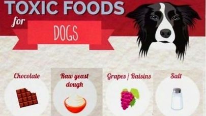 Unhealthy Toxic Foods for Dog
