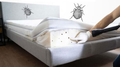 Get Rid of Bed Bugs Instantly