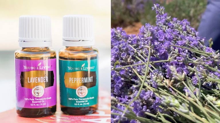 Essential Oils Lavender to Peppermint
