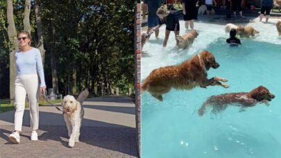 Dog Parks vs. Doggy Daycare