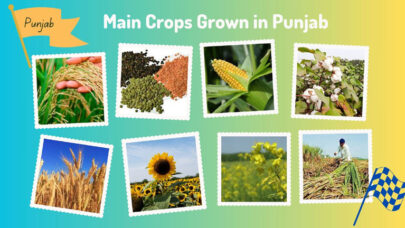 Main-Crops-Grown-in-Punjab