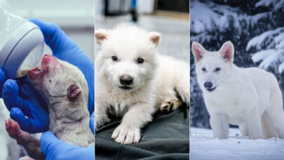 Is Fenrir a Dire Wolf size comparison