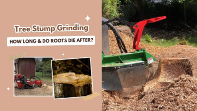 Stump Grinding Time Tree Roots Die