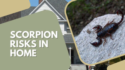 Scorpion Exterminators Risks Home