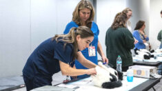 ROI of Hiring Veterinary Consultant