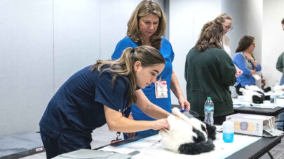 ROI of Hiring Veterinary Consultant