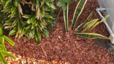 need Mulch for Landscaping