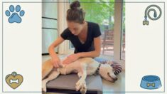 Animal Post-Operative Support