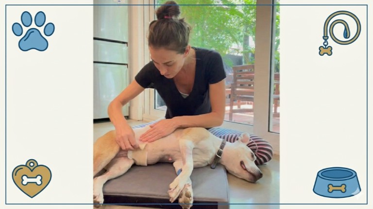 How Animal Hospitals Provide Post-Operative Support for Families