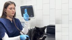 Veterinary Cardiology