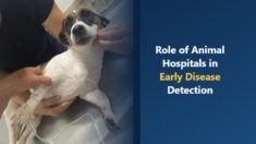 animal Hospitals Early Disease Detection