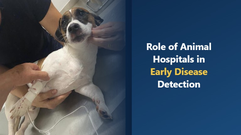 The Role of Animal Hospitals in Early Disease Detection