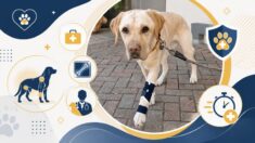 Pets Urgent Care Teams