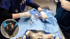 Spay and Neuter Programs