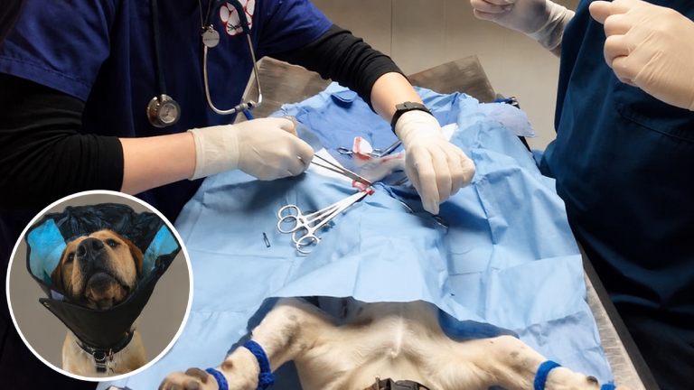 Spay and Neuter Programs
