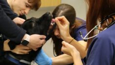 Veterinary Clinics and Public Health