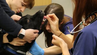 Veterinary Clinics and Public Health