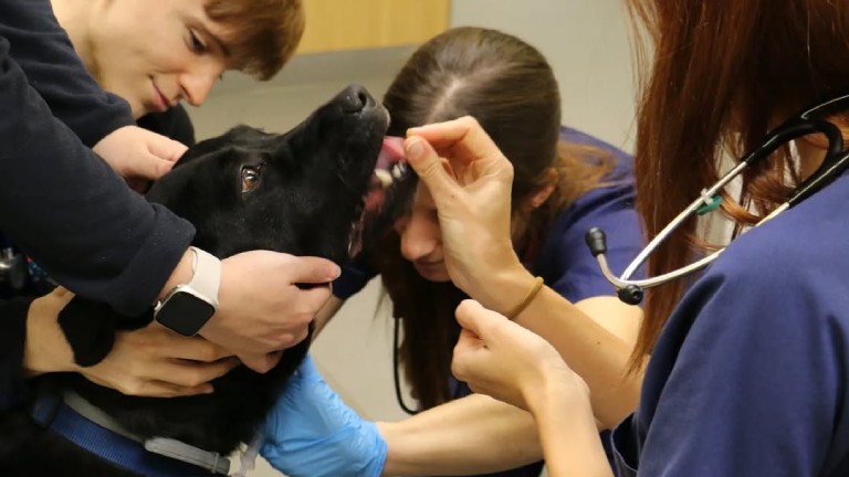 Veterinary Clinics and Public Health