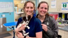 Veterinary Hospitals Pet Longevity