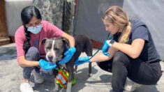 veterinarian Detect Early Signs of Illness