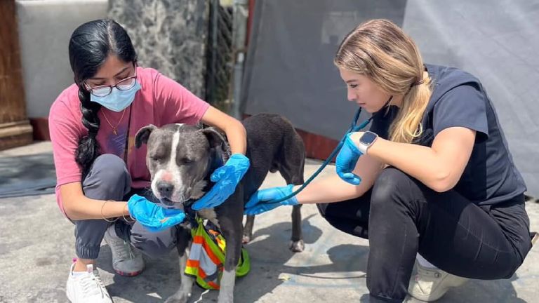 veterinarian Detect Early Signs of Illness