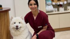 Advantages Checkups at Animal Hospitals