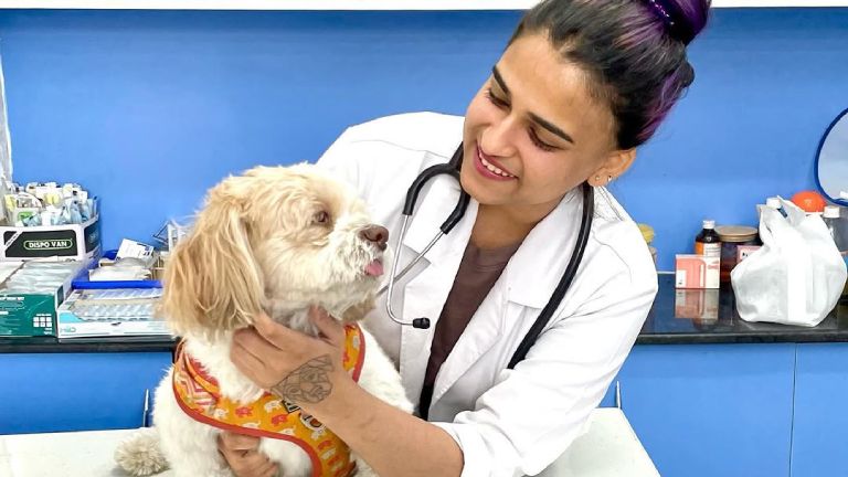Animal Hospitals Care for pets Cancer