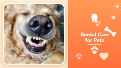 Animal Hospitals Dental Care for Pets