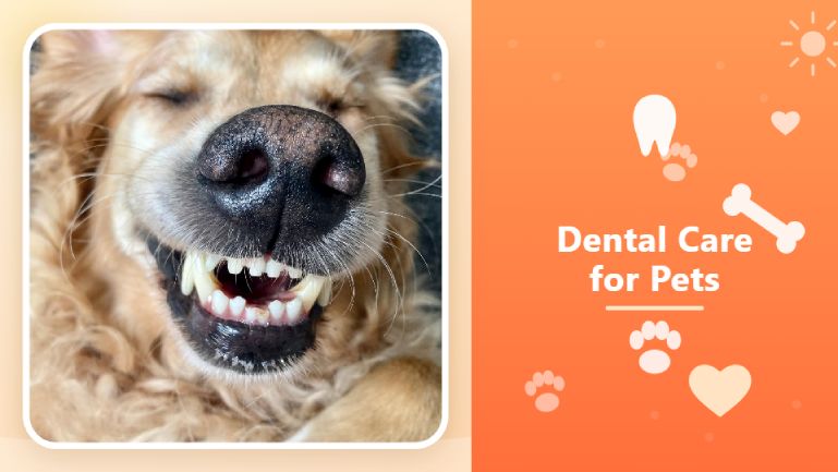 Animal Hospitals Dental Care for Pets