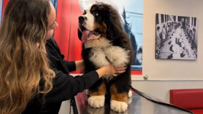 Benefits Of Annual Pet Exams