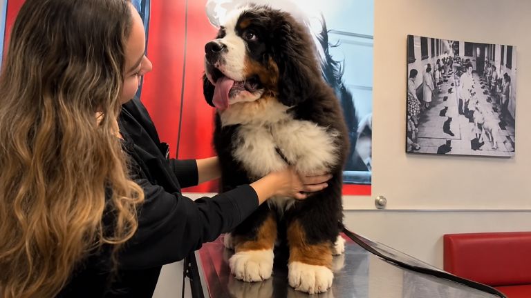5 Benefits Of Annual Pet Exams At Animal Hospitals