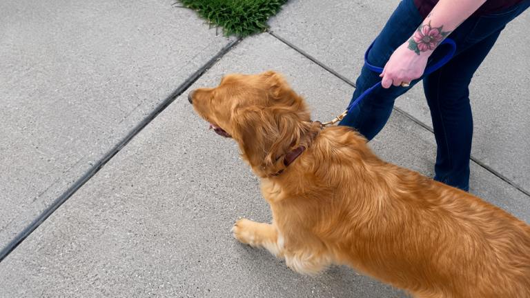 Reducing Stress During Veterinary Visits