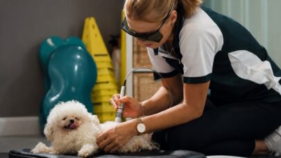 Signs Dog Need Animal Hospital Visit