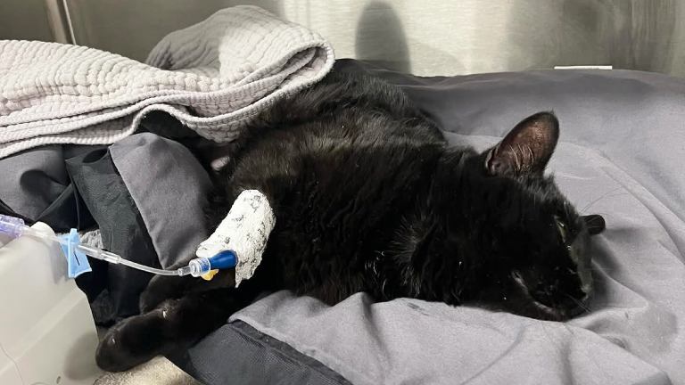 What to Expect During Your Pet’s Surgery at an Animal Hospital