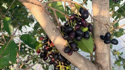 Growing Java Plum Tree from Seed
